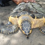 Hawksbill_festival_turtle_July_2012