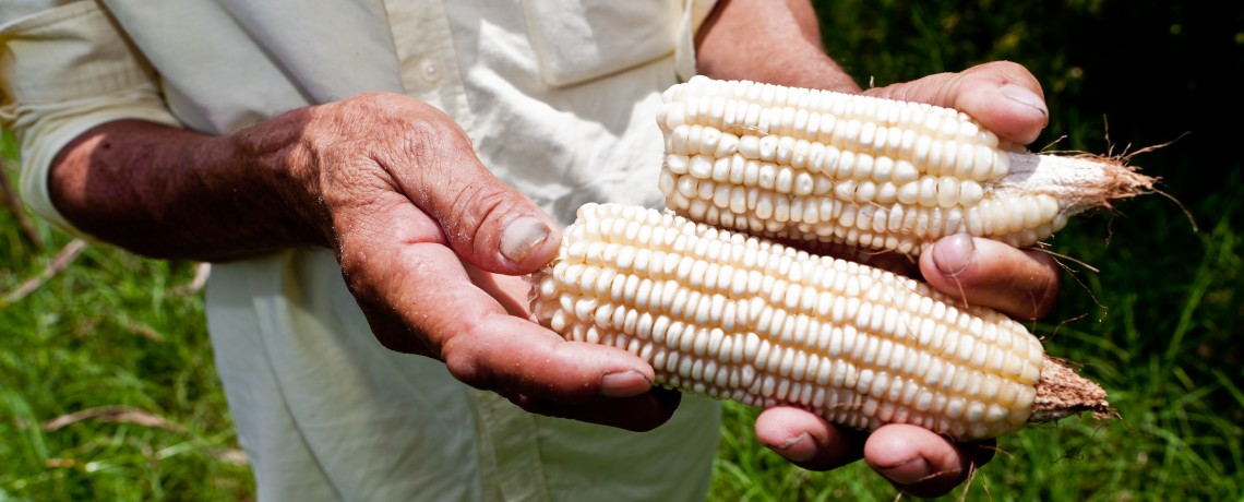 Farmer cooperatives, not Monsanto, supply El Salvador with seed